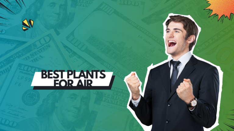 Best Plants for Air Purification in Small Apartments