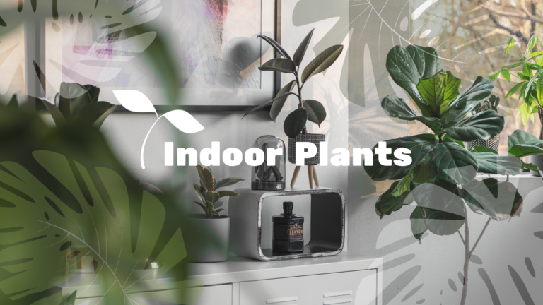 Best Indoor Plants for Small Apartments: A Comprehensive Guide